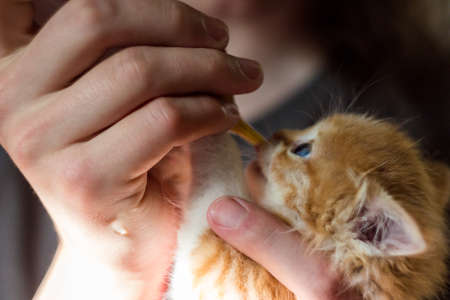 Feeding a small kitten from a nippleの写真素材