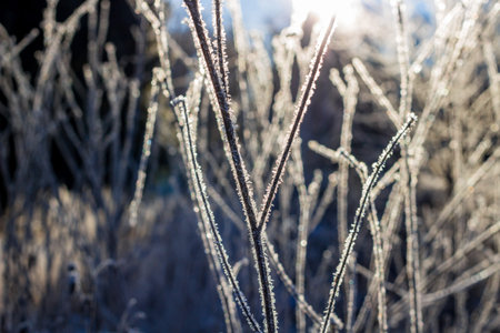 Snow in a frosty morning on plants in nature