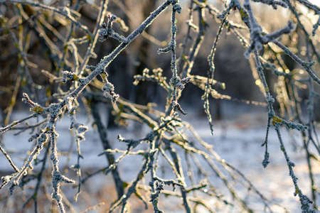 Tree branches covered with frost on a frosty winter morningの写真素材