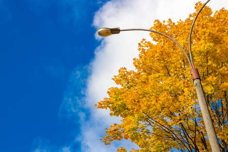 Yellowed crown of maple against the skyの写真素材