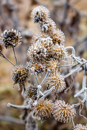 Covered with hoarfrost burdock in the field during the morning frosts