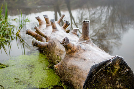 The old log nailed to the river bank, foggy morningの写真素材