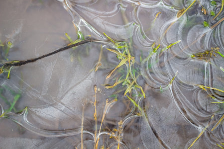 An ice-covered puddle, fine ice texture