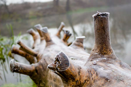 The old log nailed to the river bank, foggy morningの写真素材