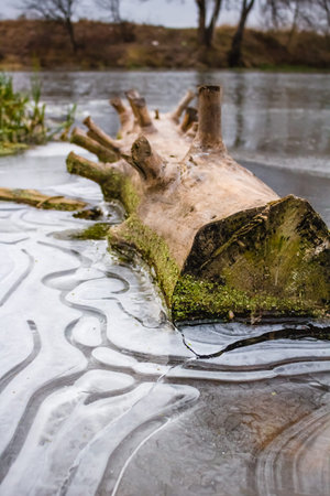 Thin ice on the river in autumnの写真素材
