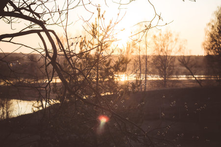 Sunset against the background of willow branches in spring