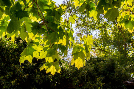 Maple leaves in bright sun, close up