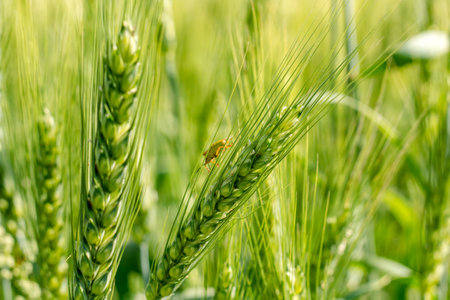 Rye ears close on the green field in summerの写真素材