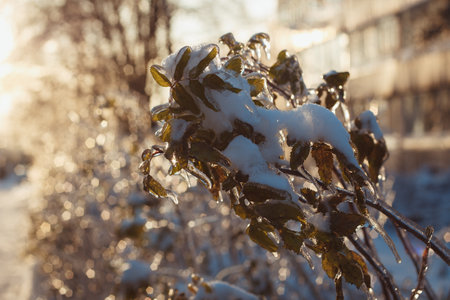 Icy bushes and trees after the icy rainの写真素材