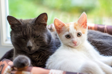 A white kitten and a gray cat lie in a basket