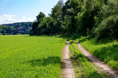 Rural dirt road along the agricultural fieldの写真素材
