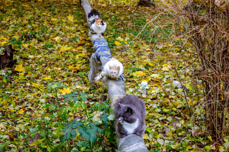 Street cats are basking on a pipe in the autumn day, cold weather