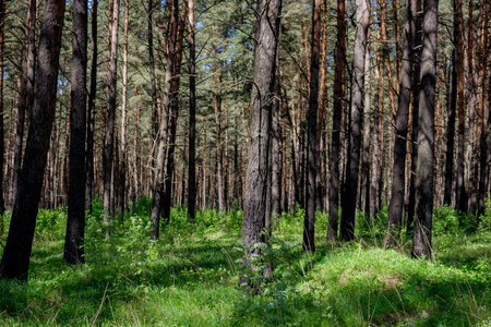 Beautiful thick pine with a weak underwood