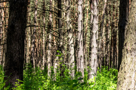 Beautiful thick pine with a weak underwood