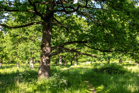 Oak grove with a bright summer day, beautiful parkの写真素材