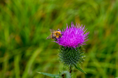 The bee pollinates the field plant spear thistleの写真素材