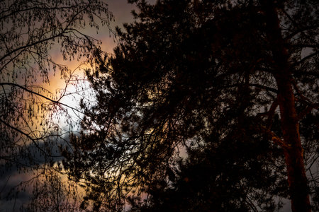 The bright light of the moon in the full moon at night through the clouds and trees in the forest