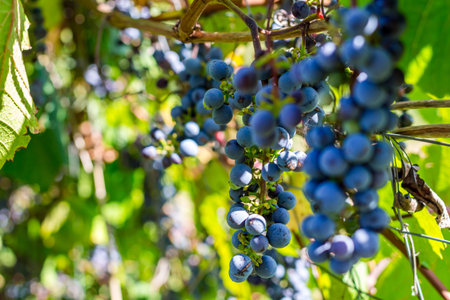 Wild grapes on the net fence on a bright summer dayの写真素材