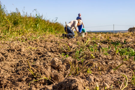 Manual harvesting of potatoes in the garden in the village