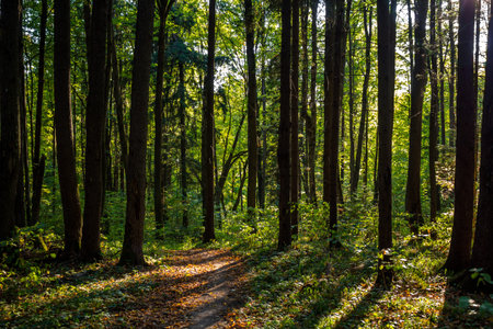 Mixed green forest in the sunlight, nobody