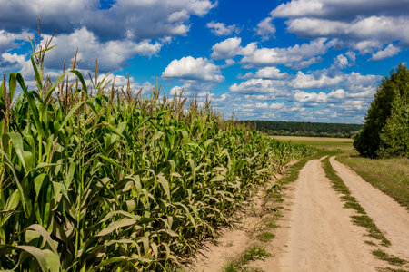 Corn field and rural dirt road against the blue skyの写真素材