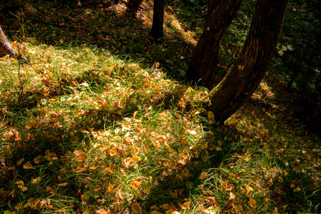 Beautiful forest in early autumn