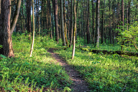 Pedestrian path in the forest in the springの写真素材