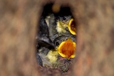 Coal tit chicks (Periparus ater) scream in the hollowの写真素材