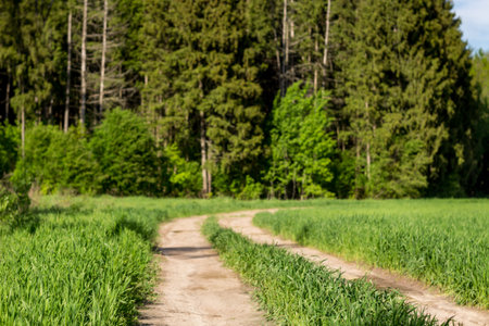 Rural dirt road at the border of an agricultural field and forestの写真素材