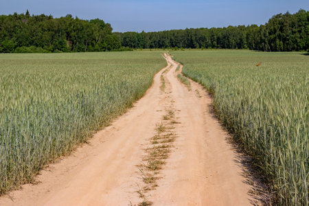Landscape overlooking a rural road through a wheat field