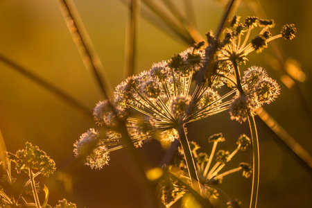 Umbelliferae plants close-up. Sunny summer evening