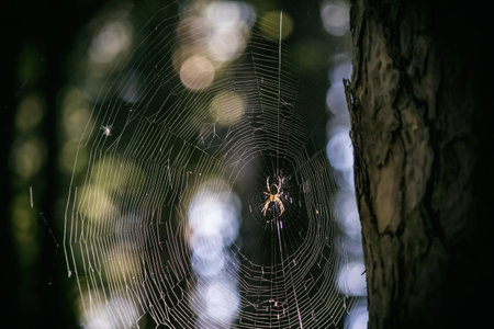 Big spider in the middle of a spider web in the forestの写真素材