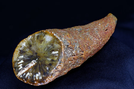 Fossilized solitary coral (Rugosa, Tetracorallia) close up. Carboniferous period, Russia
