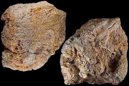 Fossilized colonial sponge (Genus Chaetetes). Carboniferous period, Russia