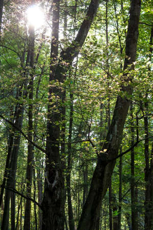 The background of mixed green forest, limes in the sun