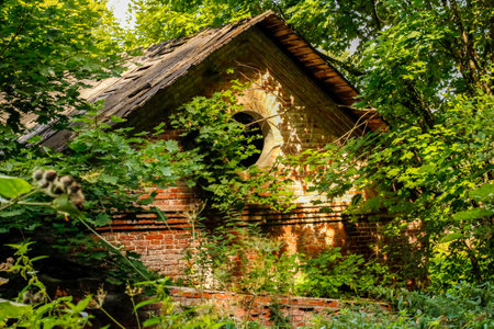 The old abandoned house in forest thicketsの写真素材