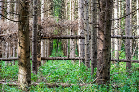 Windfall in the spruce forest, fallen firs