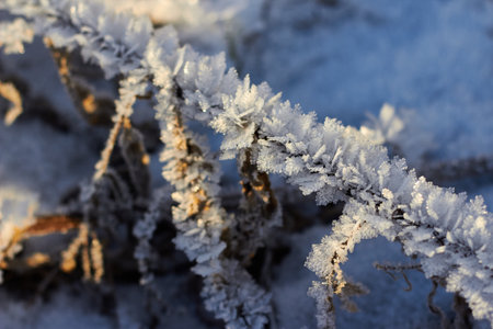 Grass covered with crystalline frost during winter frosts. Winter backgroundの写真素材