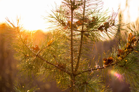 Young pine branches at sunset close up, soft backgroundの写真素材