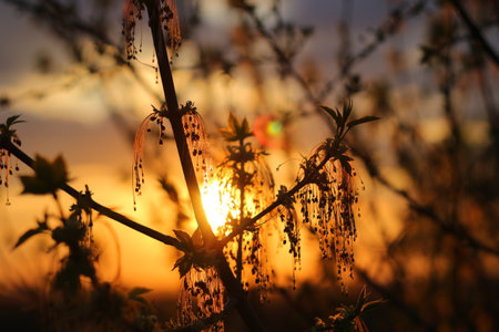 Branches of young Box elder maple on the background of a beautiful sunset in Aprilの写真素材