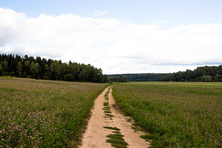 Country road through a field with clover, simple rural landscape