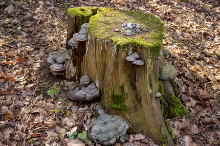 Tinder fungus mushrooms grown on a tree stump in the forest