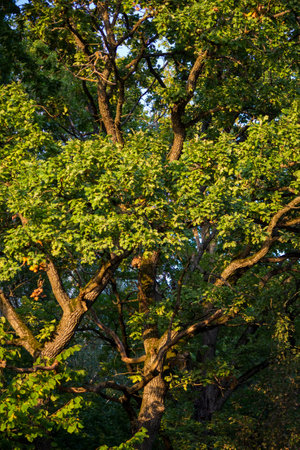 Branched oak trees with a green crown, vertical view