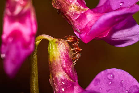 Small ginger ant on the bright purple petals of the vetchling plant. Fabulous view of nature close-up. Lathyrus vernus - spring vetchling, spring pea, or spring vetch plantの写真素材