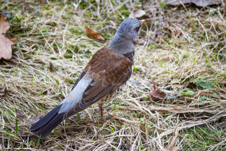 Fieldfare Turdus pilaris on the ground while searching for food. Kaluga region, Russiaの写真素材