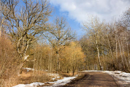 Forest road that goes around the bend, old spreading oak trees on the sideの写真素材