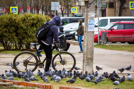 A flock of city pigeons on a city street and a cyclist: Russia - March 2020のeditorial素材