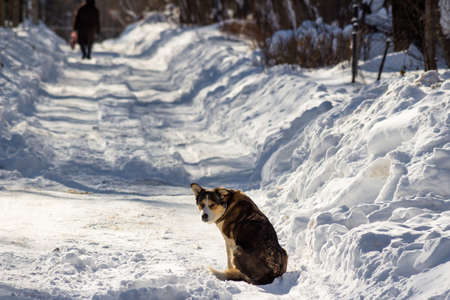 Sad dog sits on a snowy road on a sunny winter day