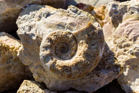 The shell of the fossil nautiloidea is the lower section of the Carboniferous period. Search for fossils in a limestone quarry. Kaluzhskiy region, Russiaの写真素材