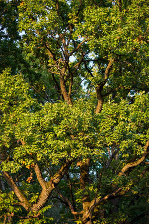 Branched oak trees with a green crown, vertical viewの写真素材